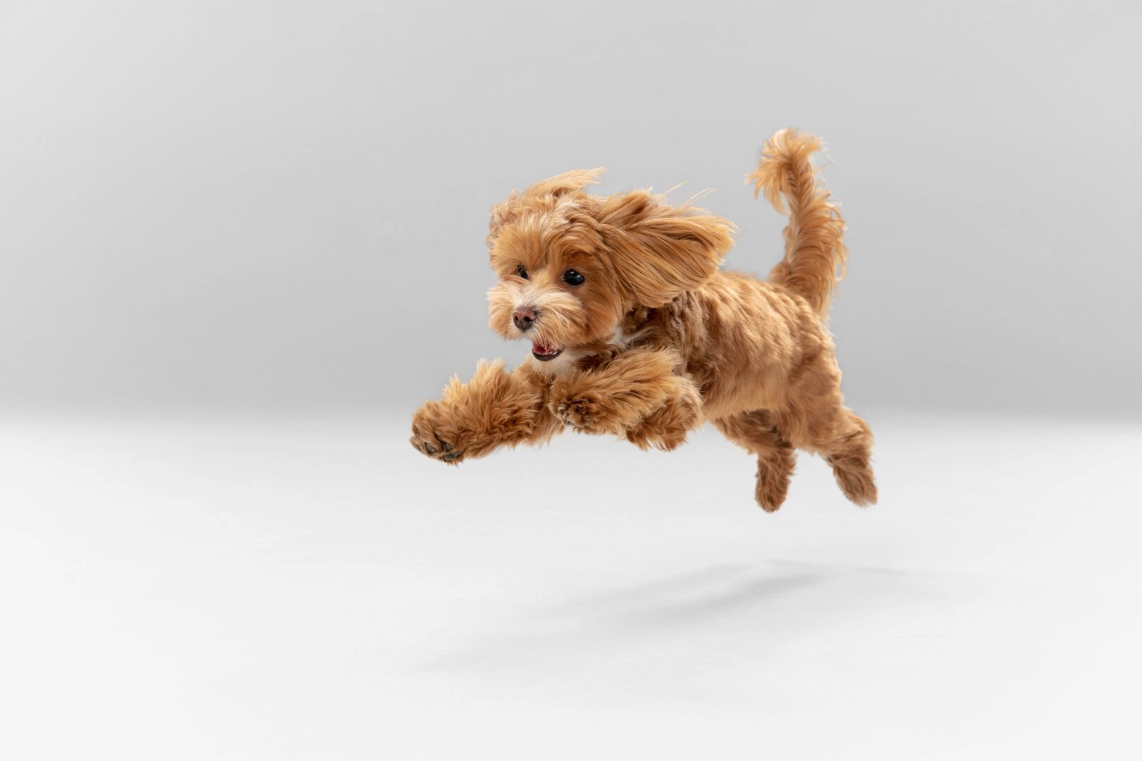 Probiotics for Dogs: What They Do, When to Use Them, and How to Choose a Daily Soft Chew