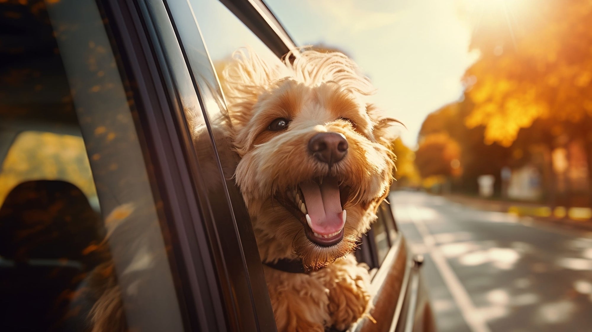 laserglow pets dog health and wellness probiotics