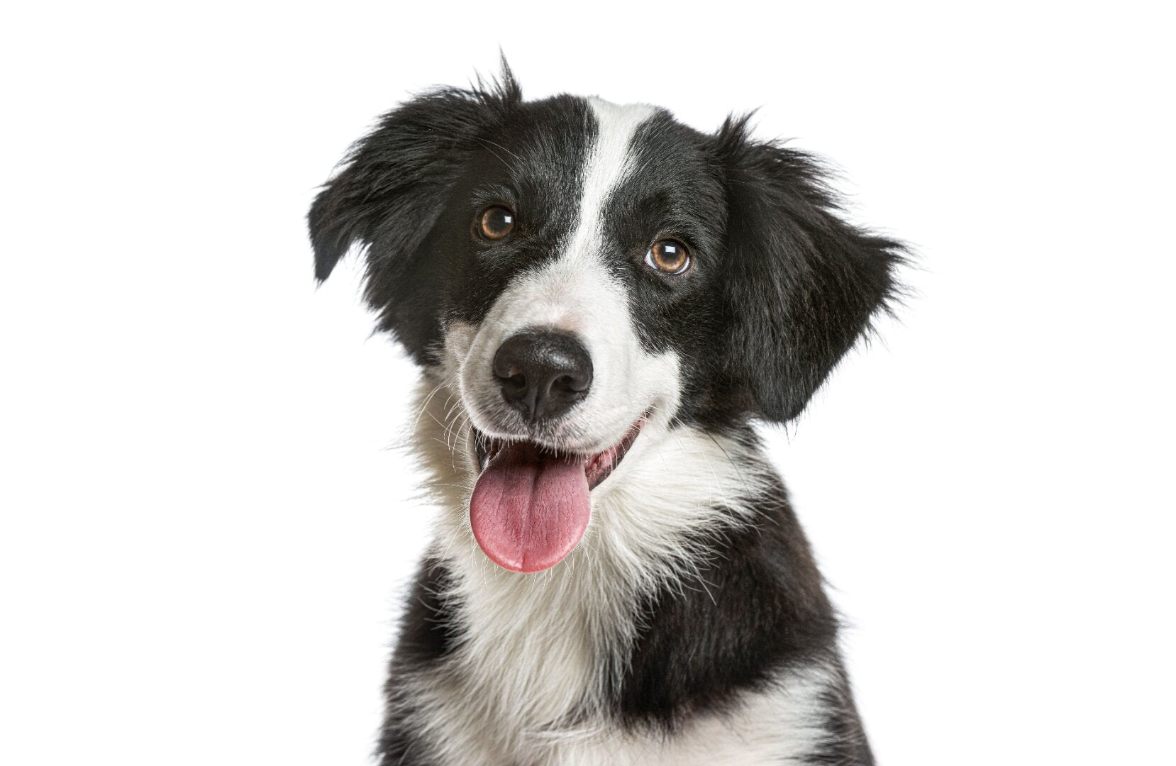 laserglow pets care dog supplements