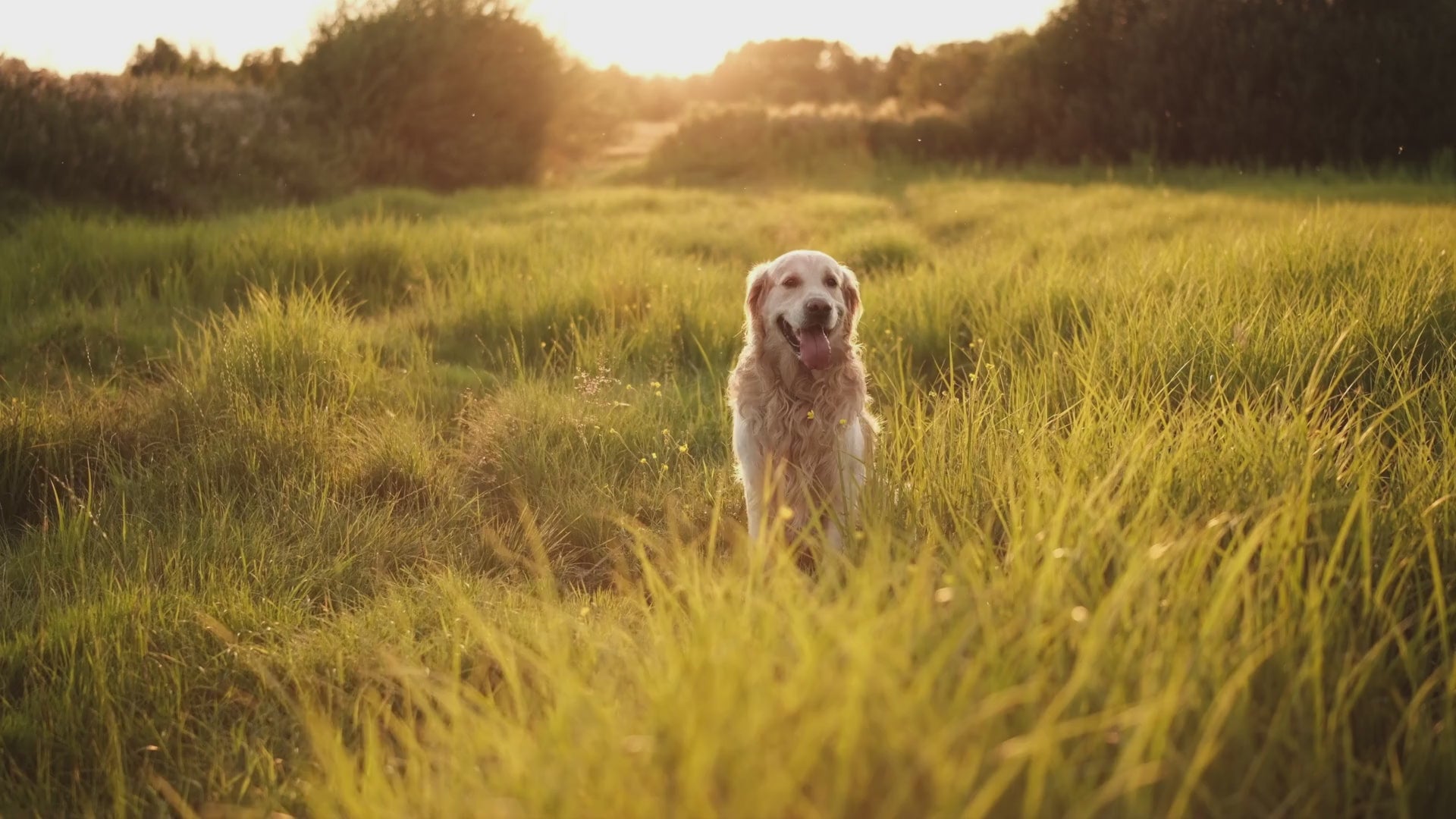 Happy golden retriever running through a sunny field, representing daily dog wellness support from LaserGlow Pets 23-in-1 dog probiotic supplement soft chews.
